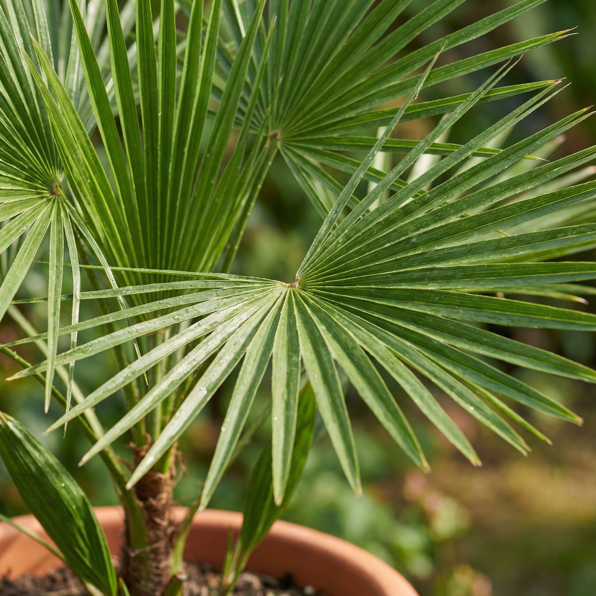 Verzorging Trachycarpus Fortunei verzorging - Green Bubble