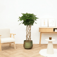 Schefflera Arboricola Compacta gevlochten cilinder - 160 cm
