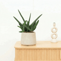 Gasteria Verrucosa - 25 cm