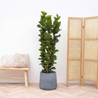 Ficus Lyrata Bambino struik - 180cm