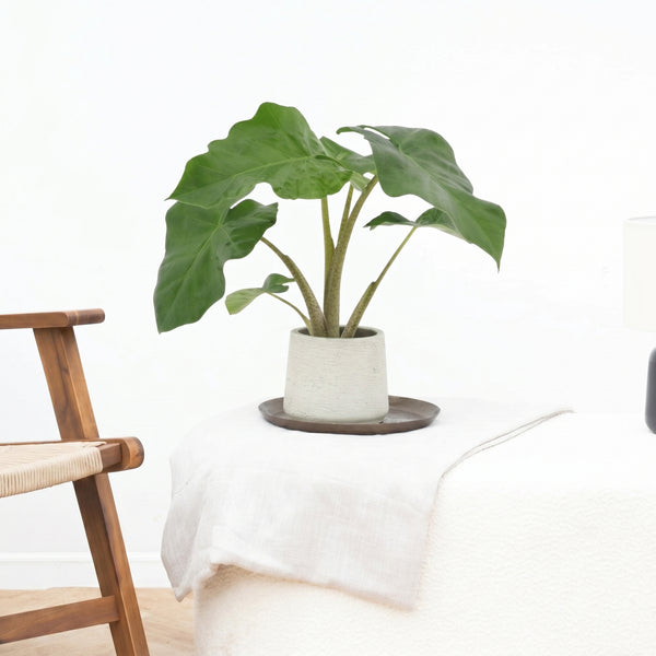 Alocasia Low Rider - 40cm kopen bij Green Bubble