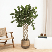 Ficus Benghalensis gevlochten mat - 160 cm