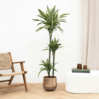 Dracaena Lemon lime - 160cm