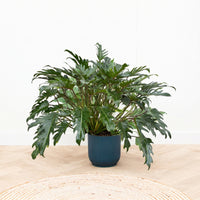 Philodendron Xanadu - 80cm