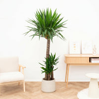Yucca Elephantipes 3 stammen - 160cm