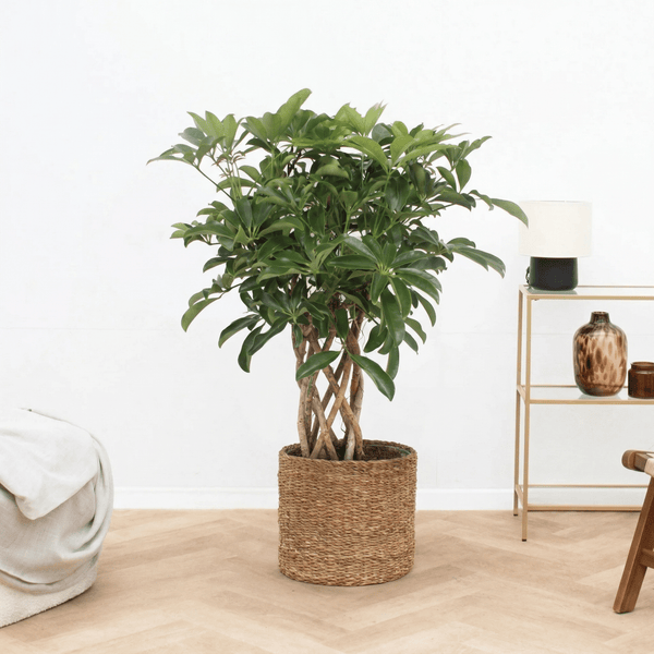 Schefflera Arboricola Compacta gevlochten cilinder - 100cm kopen bij Green Bubble