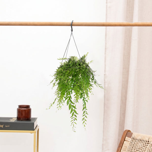 Aeschynanthus Japhrolepis hangplant - 40 cm kopen bij Green Bubble