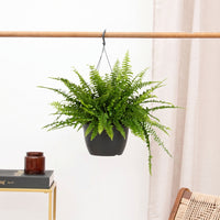 Nephrolepis Exaltata Montana hangplant - 40 cm
