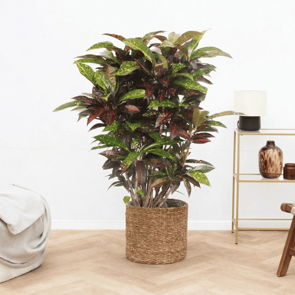Codiaeum Freckles - 120 cm kopen bij Green Bubble