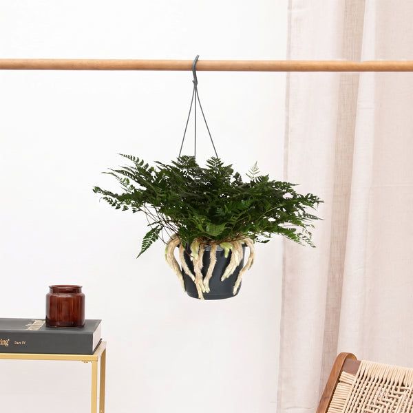 Humata Tyermannii hangplant - 40 cm kopen bij Green Bubble