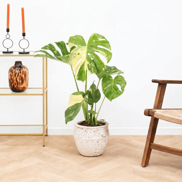 Monstera Thai Constellation - 60cm kopen bij Green Bubble