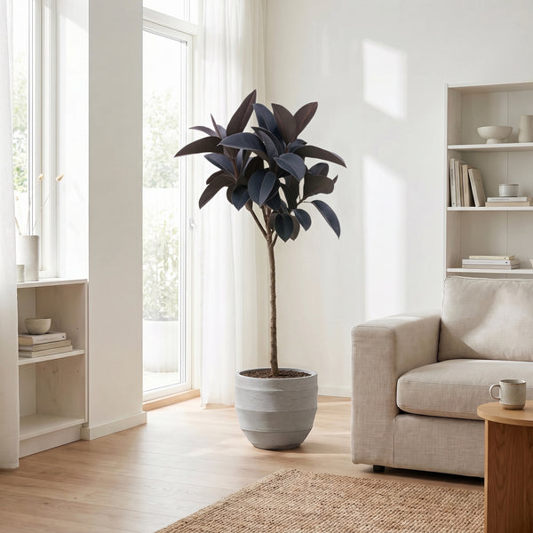 Ficus Elastica Abidjan stam - 150cm kopen bij Green Bubble