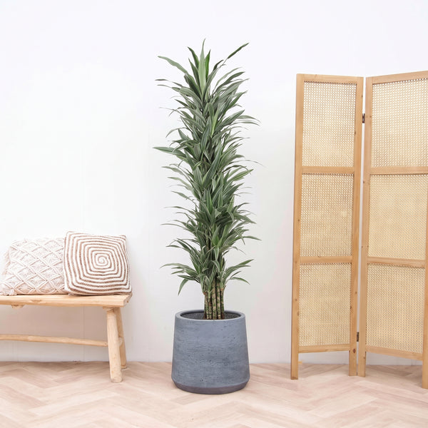 Dracaena Warneckei vertakt - 180cm kopen bij Green Bubble