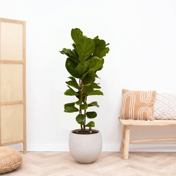 Ficus Lyrata struik - 180cm kopen bij Green Bubble