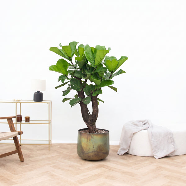 Ficus Lyrata Bonsai vertakt - 130cm kopen bij Green Bubble