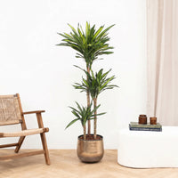 Dracaena Riki - 160cm