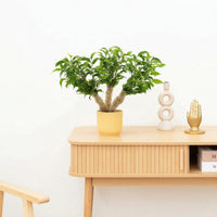 Ficus benjamina multi stam - 35 cm