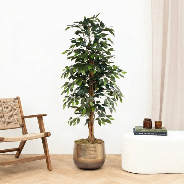 Kunst Ficus Benjamina - 160cm kopen bij Green Bubble