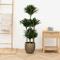 Dracaena Fragrans compacta carrousel - 140 cm