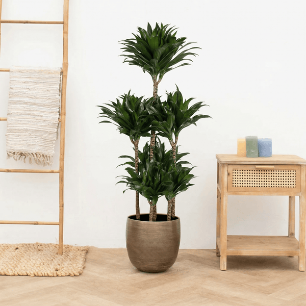Dracaena Fragrans compacta carrousel - 140 cm kopen bij Green Bubble