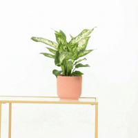Dieffenbachia 'Compacta' - 35 cm