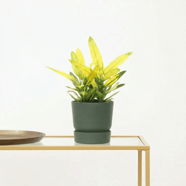 Codiaeum variegatum 'Sunny Star' - 30 cm kopen bij Green Bubble