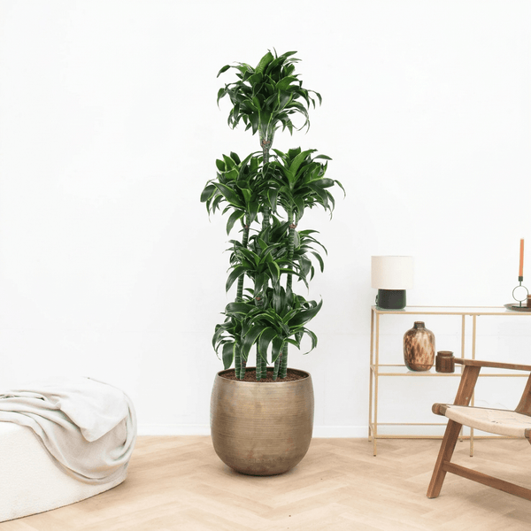 Dracaena Fragrans Dorado carrousel - 180 cm kopen bij Green Bubble