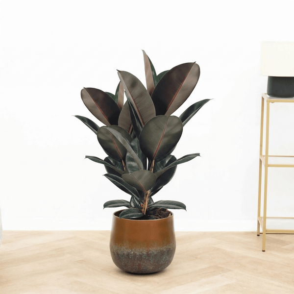Ficus Abidjan struik - 90 cm kopen bij Green Bubble