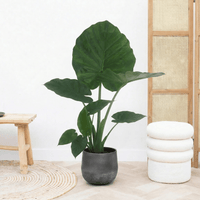 Alocasia Macrorrhiza - 80 cm