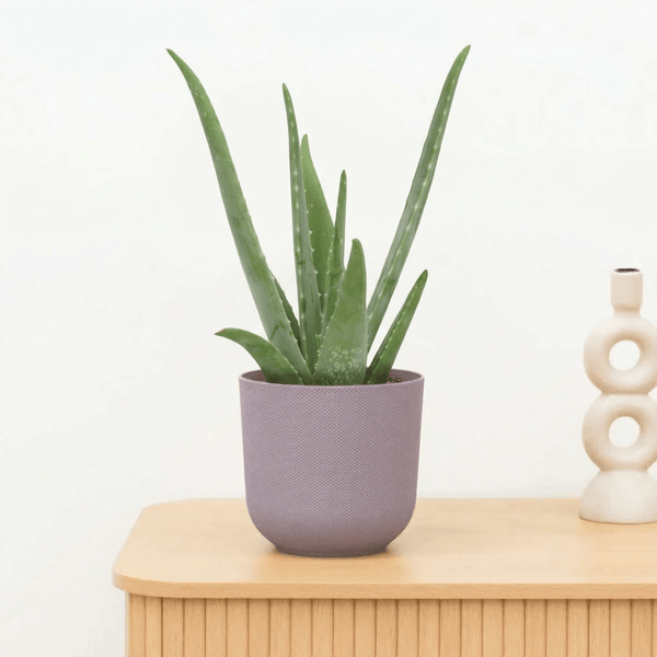 Aloe Vera - 40 cm kopen bij Green Bubble