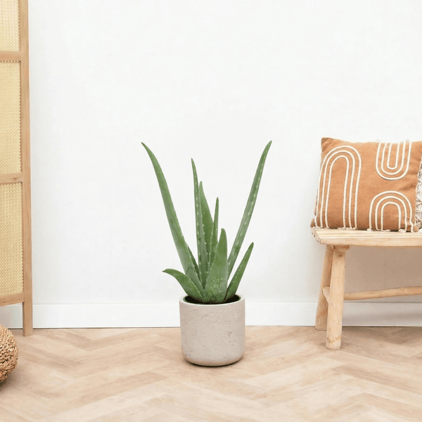 Aloe Vera - 65 cm kopen bij Green Bubble