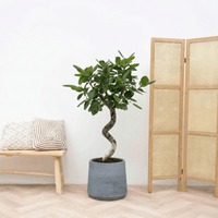 Ficus Benghalensis Audrey spiraal - 150 cm
