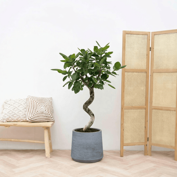 Ficus Benghalensis Audrey spiraal - 150 cm kopen bij Green Bubble