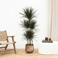 Dracaena Magenta carrousel - 160 cm