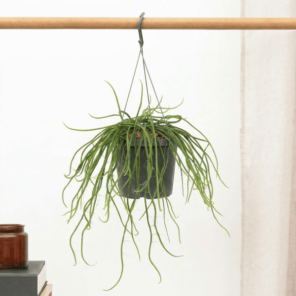 Selenicereus wercklei hangpot - 25cm kopen bij Green Bubble