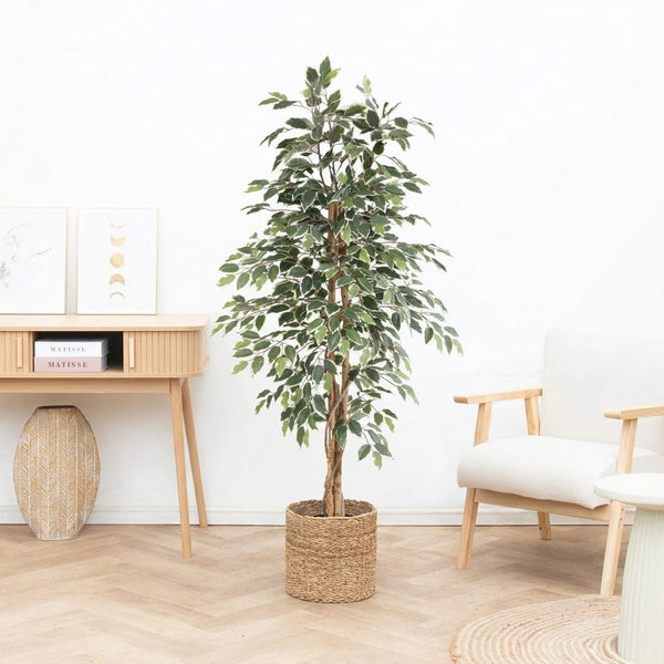 Kunst Ficus benjamina variegata - 160cm kopen bij Green Bubble