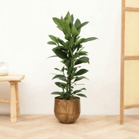 Ficus Cyathistipula struik - 70 cm
