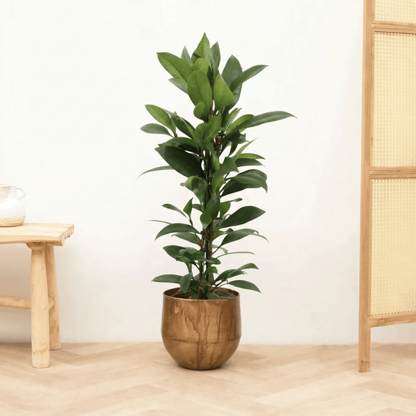 Ficus Cyathistipula struik - 70 cm kopen bij Green Bubble