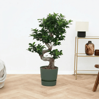 Ficus Microcarpa Ginseng s - vorm - 100 cm