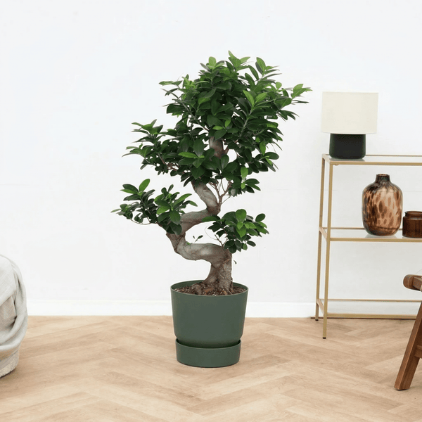 Ficus Microcarpa Ginseng s - vorm - 100 cm kopen bij Green Bubble