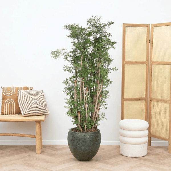 Polyscias Ming vertakt - 150 cm kopen bij Green Bubble