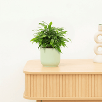 Ficus Benjamina op stam 'Green Kinky' - 30 cm
