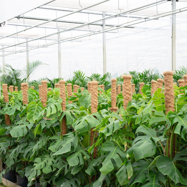 Monstera Deliciosa XL - 160cm kopen bij Green Bubble