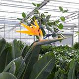 Product afbeelding 3