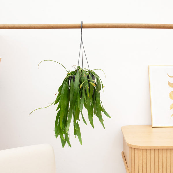 Rhipsalis Red Coral hangplant - 25 cm kopen bij Green Bubble