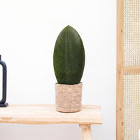 Sansevieria Masoniana Whale - 30cm