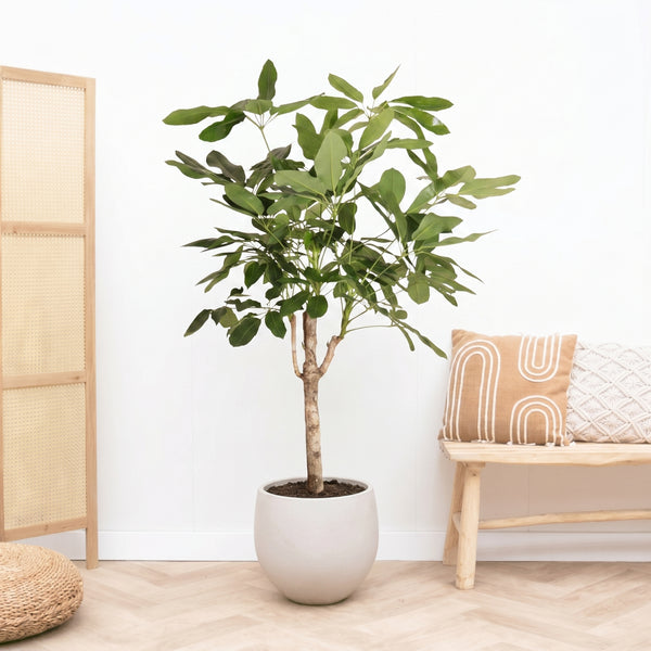 Schefflera Actinophylla Amate op stam - 160cm kopen bij Green Bubble