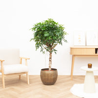Schefflera Arboricola Compacta - 140cm