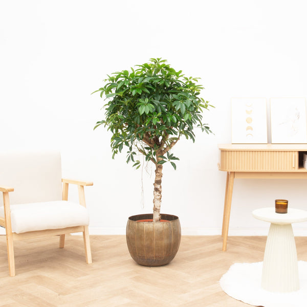 Schefflera Arboricola Compacta - 140cm kopen bij Green Bubble