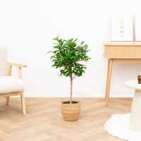 Ficus Moclame op stam - 100cm